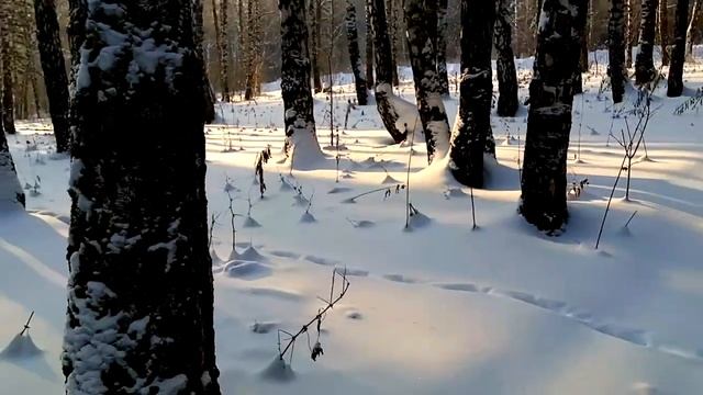 зимний лес 2 января 2021 смотреть онлайн