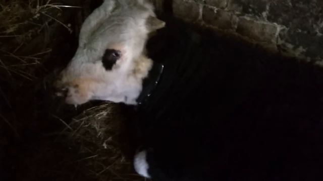 Привесы у быков за декабрь. смотреть онлайн