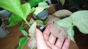 Комнатные цветы . Уход за сингониумом ,обрезка , листовая и корневая подкормка.