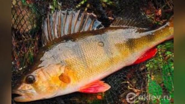 Топ интересных фактов о окуне ! Чем же питается окунь?