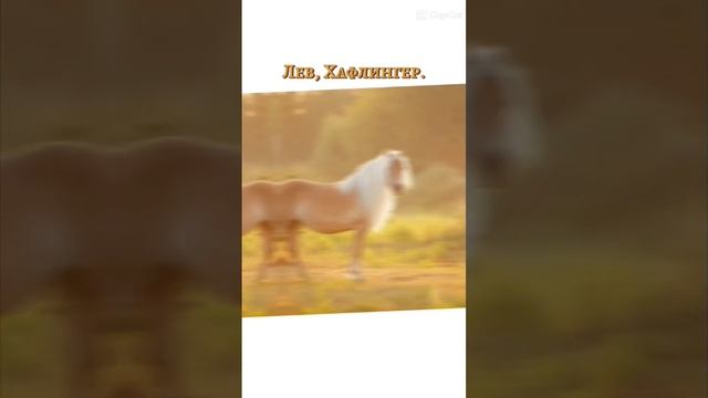 #рек #horse #хочуврекомендации #лошади #adid #колекции #лошадишляйх #животные