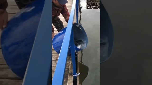 Первый запуск Форели. Озеро Понти