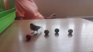 дрессировка чижа. Чиж Витя.