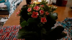 Калонхое уход за ним