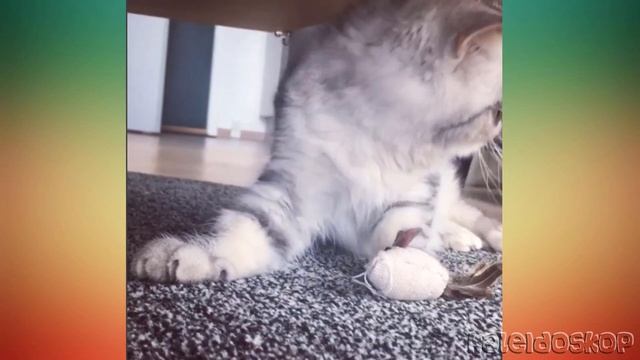 Котенок Герман из Дании с Самыми Большими Глазами из Всех, что Вы Видели, Стал Звездой Интернета! смотреть онлайн