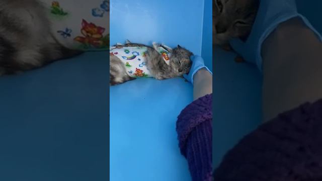 Молодая и красивая кошечка Бэлла