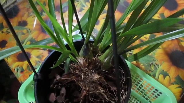 Цимбидиум ампельный- исцеление от грибкового заболевания и успешный рост. Мой опыт смотреть онлайн