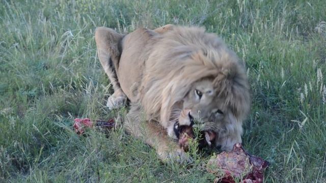 Лев Олежка нашелся и пришел ужинать !!! Тайган .Крымльвы и львицыамурские тигры смотреть онлайн