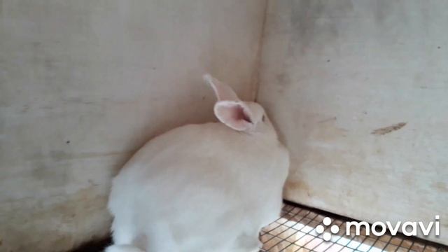 Вес тушки кролика Белый Великан 90 дней. Вес Белых Великанов перед забоем.Выбираем кролика на племя смотреть онлайн