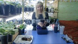 ?ПОСАДКА КЛУБНЕЙ ГЛОКСИНИЙ, КУПЛЕННЫХ В МАГАЗИНЕ !??How to grow gloxinia part №30