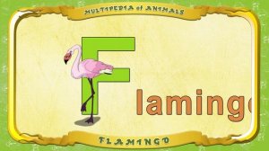 Multipedia of Animals. Letter F - Flamingo