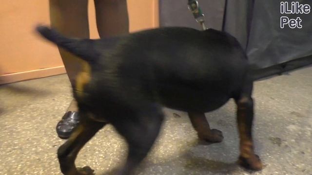 Немецкий ягдтерьер на ilikepet. Особенности породы, уход