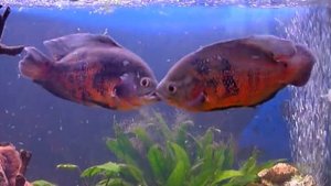 Драка астронотусов