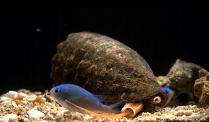 Конус географический – один из самых ядовитых хищников в мире.