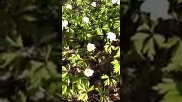 Ветренница смотреть онлайн