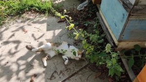 Кошка и котовник.