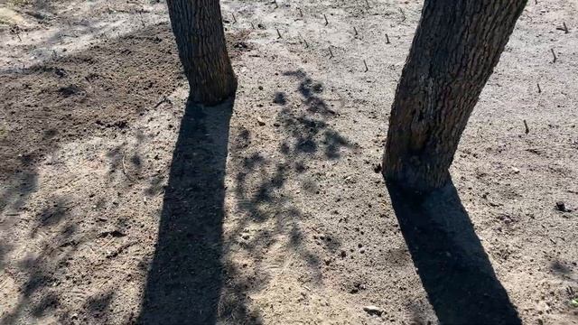 Посадка петрушки и салата. смотреть онлайн