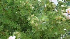 лапчатка- рекордсмен по длительности цветения