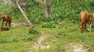 Лошади пасутся в яблоневом саду в горах Тянь-Шань