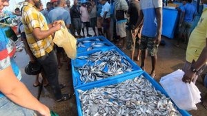 Хиккадува, рыбный рынок /Hikkaduwa fish market