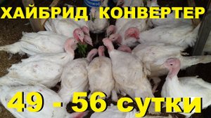 Индейка 49 - 56 день. Индейцы - любопытки))