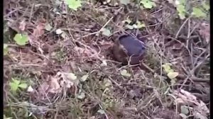 Как собирают Молодильные грибы. Где растут. Как приготовить.