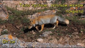 Тибетская лисица - животное с осмысленным взглядом