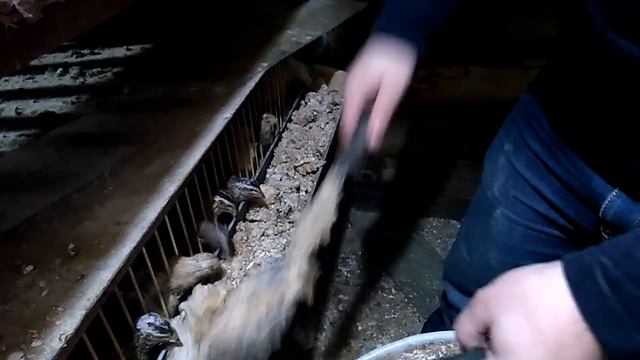 Состав моего дешёвого корма для кур несушек и перепелок. смотреть онлайн