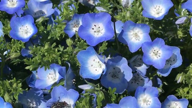 НЕБЕСНЫЕ ЦВЕТЫ НЕМОФИЛА. смотреть онлайн