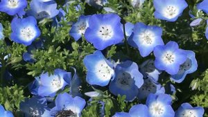 НЕБЕСНЫЕ ЦВЕТЫ НЕМОФИЛА.