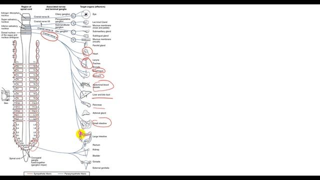 Физиология. Глава 7. Пищеварительный тракт. Строение и функции пищеварительного тракта смотреть онлайн