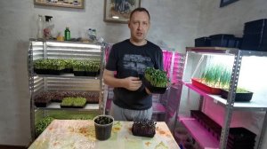ЧЕМ МИКРОЗЕЛЕНЬ ОТЛИЧАЕТСЯ ОТ МАГАЗИННОЙ ЗЕЛЕНИ?!