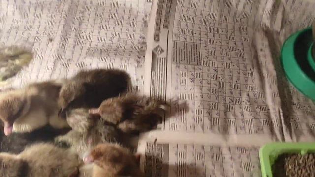 У коров,аж пена у рта.Срочно уношу родившихся.Наготовила халуми смотреть онлайн