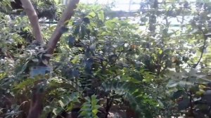 Оранжерея в главном ботаническом саду Москвы.