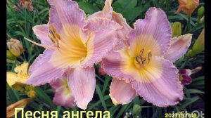 Лилейники. Спящие и вечнозелёные. Какие выбрать и в чëм разница?