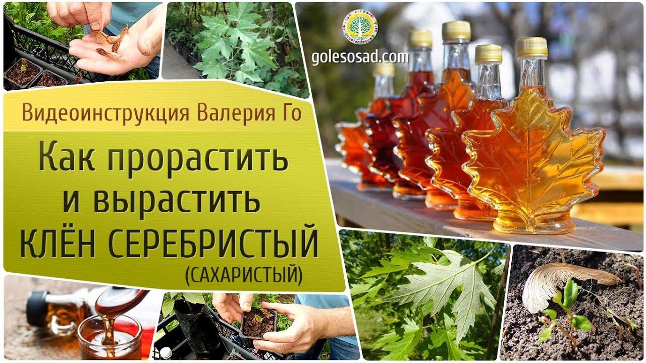 Как прорастить и вырастить клен серебристый (сахаристый)?!