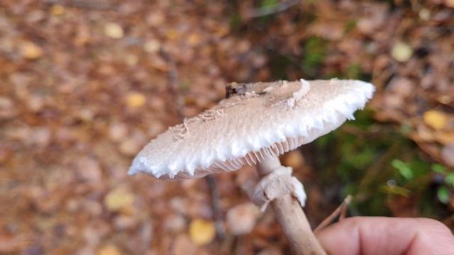 БЕЛЫЕ ГРИБЫ есть и в ноябре  Сбор грибов осенью