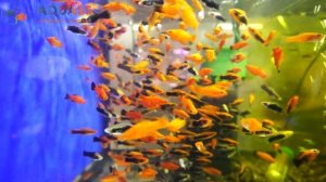 ?Aquass - Меченосец Геллера красно-черный смокинг (Xiphophorus helleri Red Black Tuxedo)