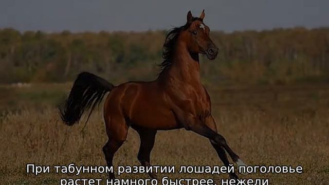 Арабская лошадь