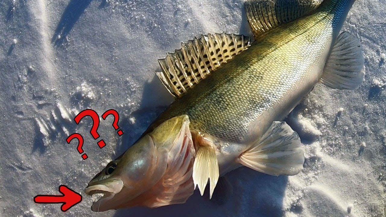 Опять выручил ЭТОТ ВИБ _ Подходы рыбы в эхолот практик 6м.mp4 смотреть онлайн