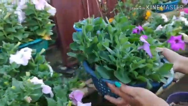 94.How To Grow petunia and 4 tips.... смотреть онлайн