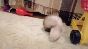 Хорек/фретка беспредел, издевательство и хорошое настроение