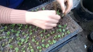 Быстрая пикировка петунии.Петуния 26 дней от посева