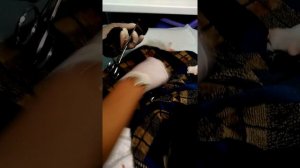 Таксы. Роды