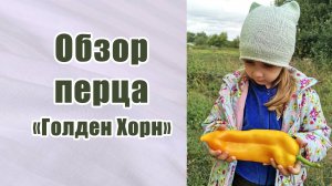 Обзор перца Голден Хорн. Семена фирмы Сады Азии. Сладкий перец.