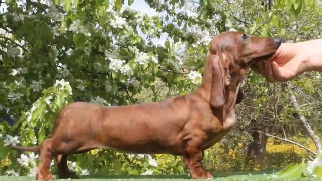 Продаются таксята - тигрята и рыжая девочка смотреть онлайн