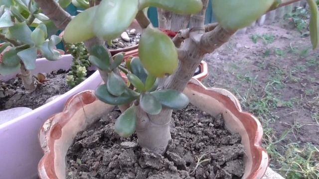 ДЕНЕЖНОЕ ДЕРЕВО. Почему пропадает денежное дерево смотреть онлайн