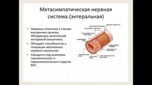 Вегетативная нервная система: брюшное аортальное сплетение