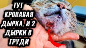 Что у кота с подбородком 3 дырки на теле. У меня выгорание Нет больше сил.