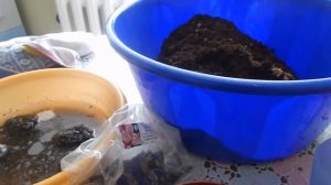 посадка бегонии клубнями ! 1 часть